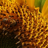 蜜蜂采花励志文案(关于蜜蜂采蜜的文案)